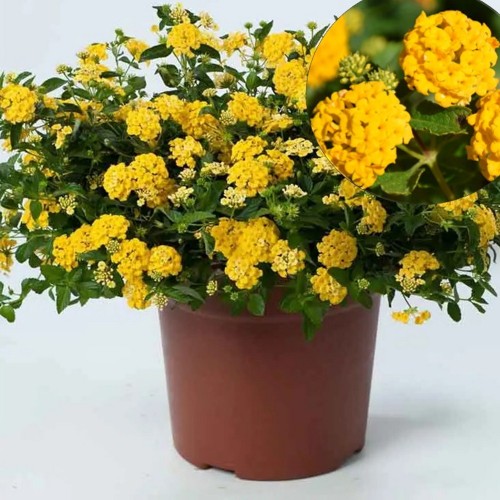 Lantana 'Trinidad Yellow' - Lantaan 'Trinidad Yellow' P9/0,55L